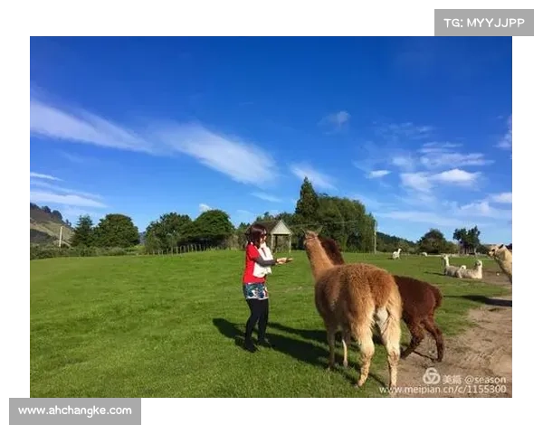 2017年新西兰大型赛事全景回顾难忘的体育与文化盛典精彩集合